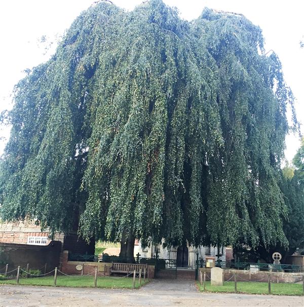 Tree/church